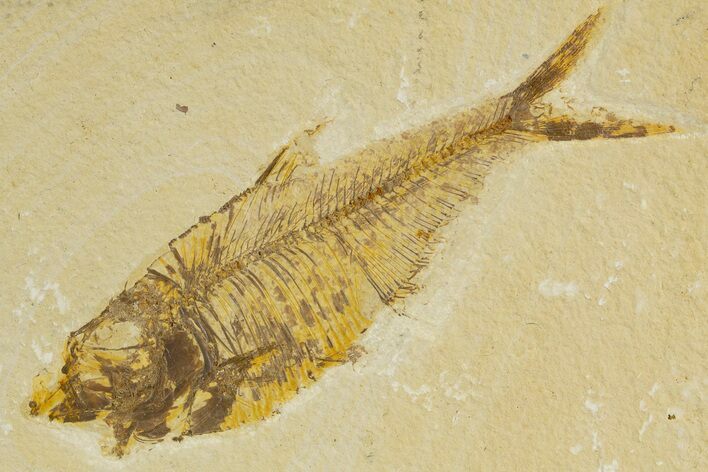 Bargain, Fossil Fish (Knightia) - Wyoming #340830